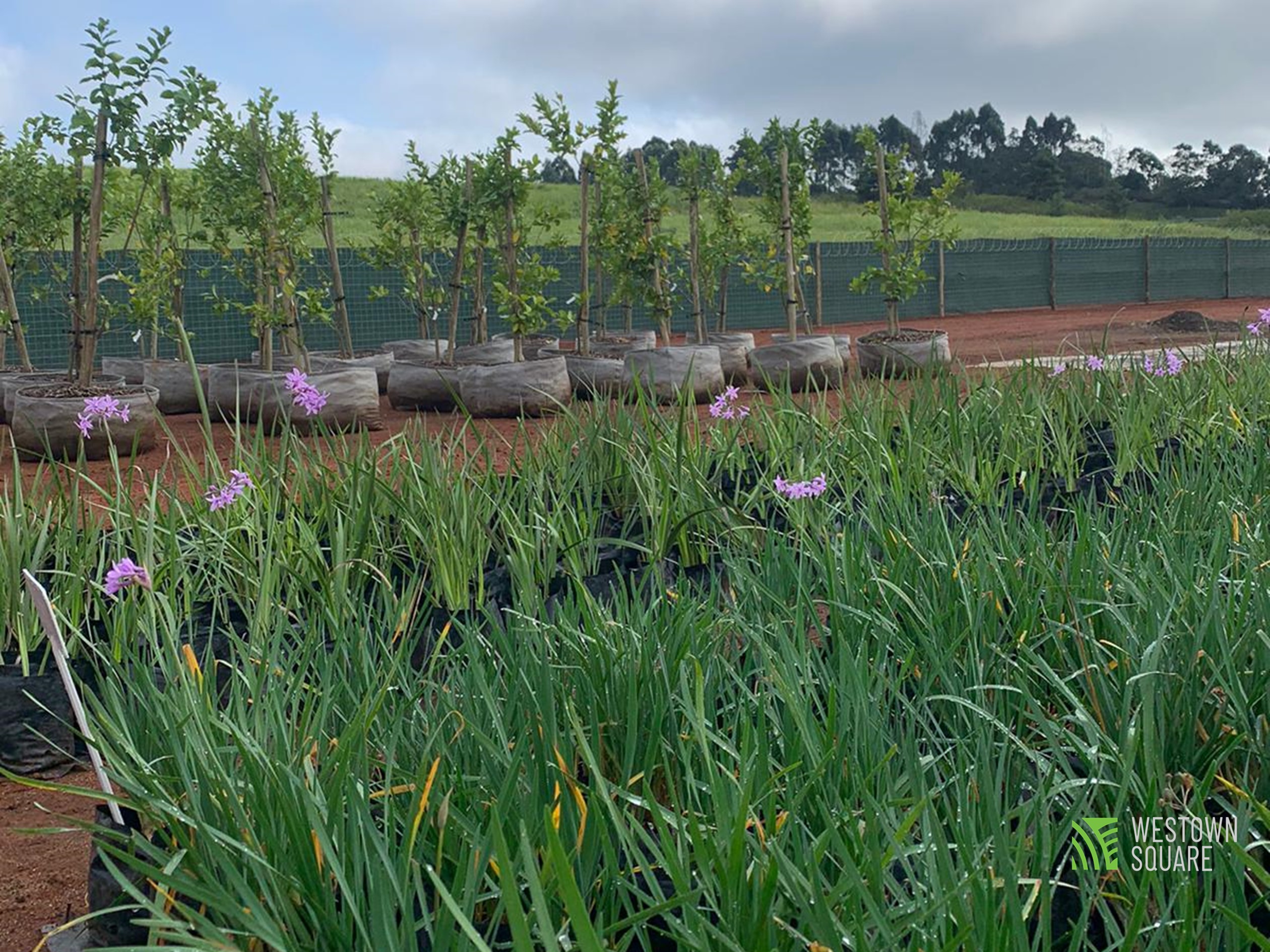Westown Square On-Site Nursery